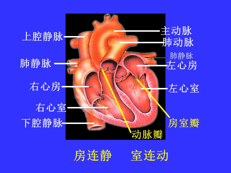 七年级生物心脏课件2[1].ppt_第2页