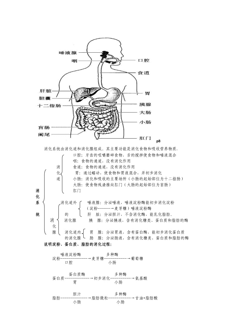 七年级下册生物图.doc_第1页