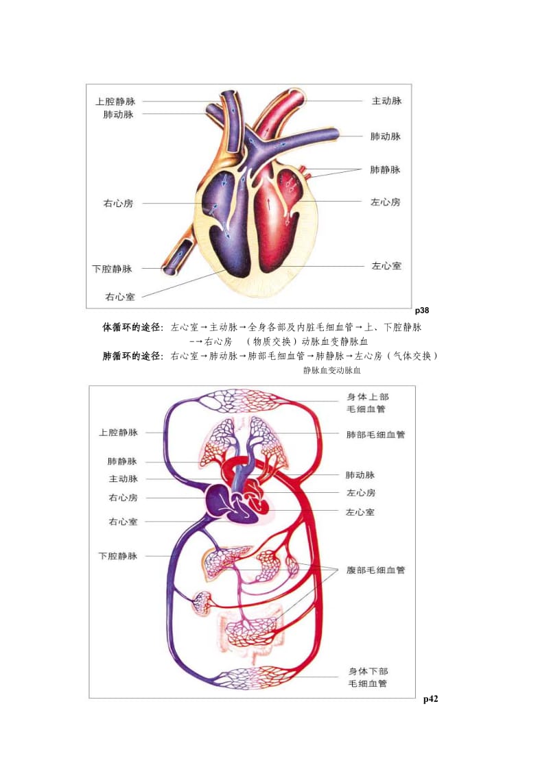 七年级下册生物图.doc_第2页