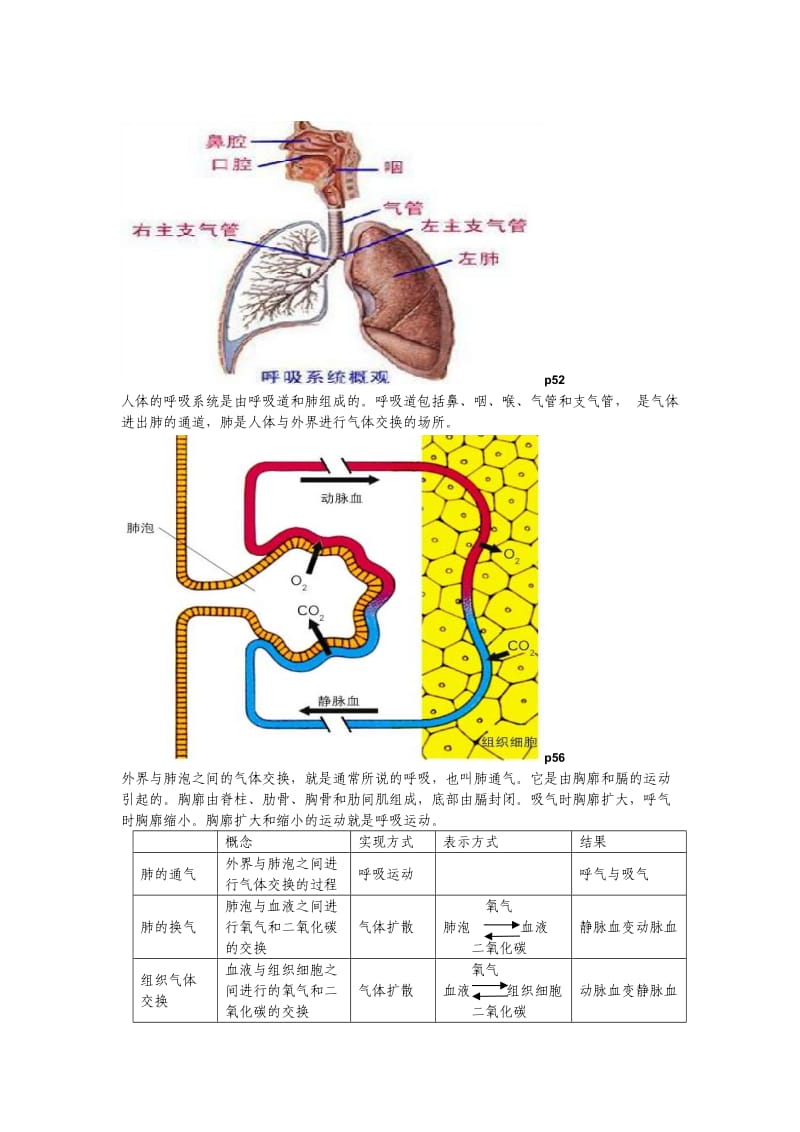 七年级下册生物图.doc_第3页