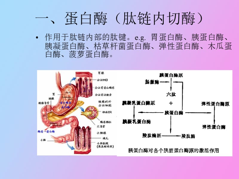 蛋白质的降解与氨基酸代谢.ppt_第2页