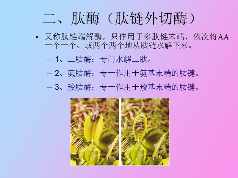 蛋白质的降解与氨基酸代谢.ppt_第3页