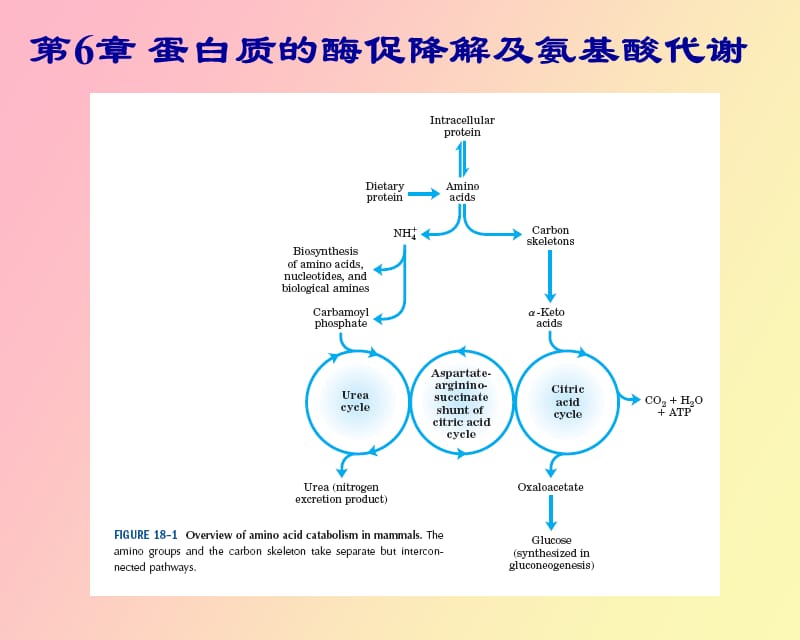 蛋白质的酶促降解及氨基酸代谢.ppt_第1页