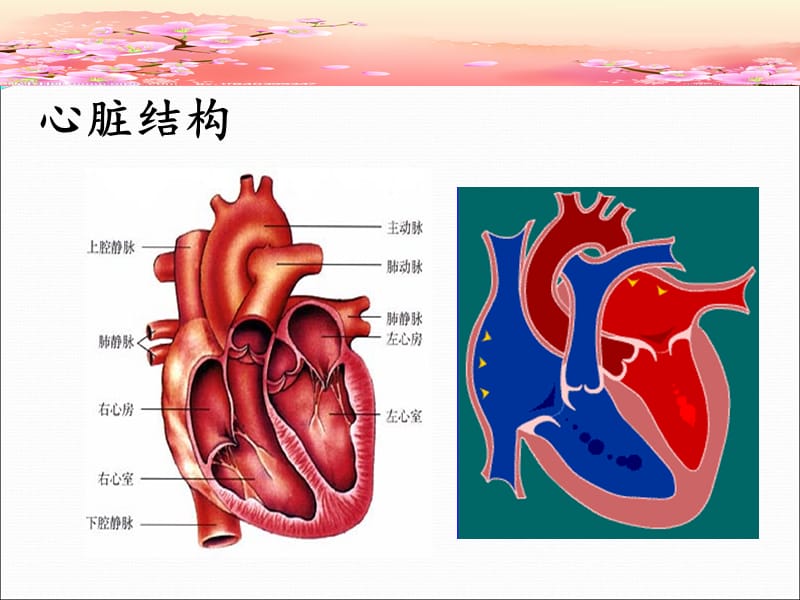 心力衰竭预试讲.ppt_第3页