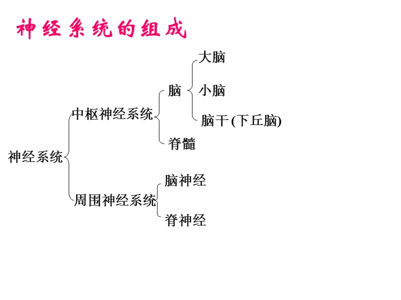 高中生物神经系统的调节.ppt_第3页