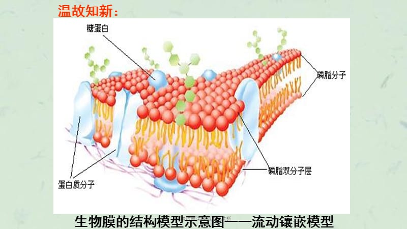 物质跨膜运输的方式共张课件.ppt_第2页