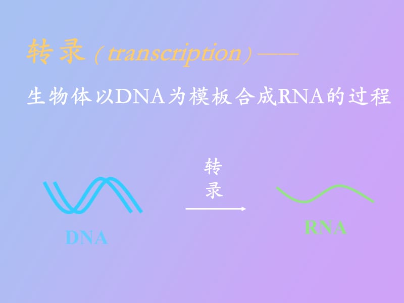 遗传信息的表达.ppt_第2页