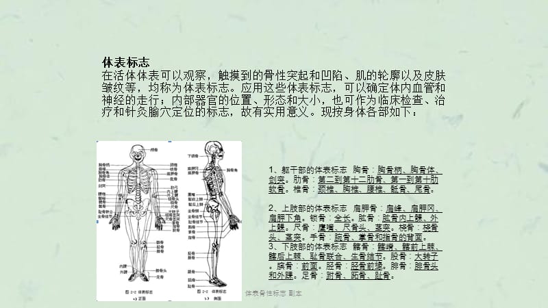 体表骨性标志 副本课件.ppt_第2页