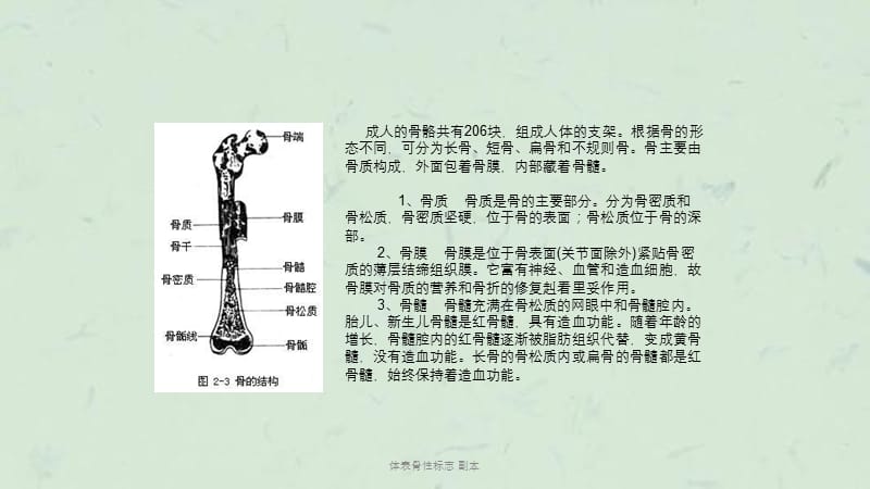 体表骨性标志 副本课件.ppt_第3页