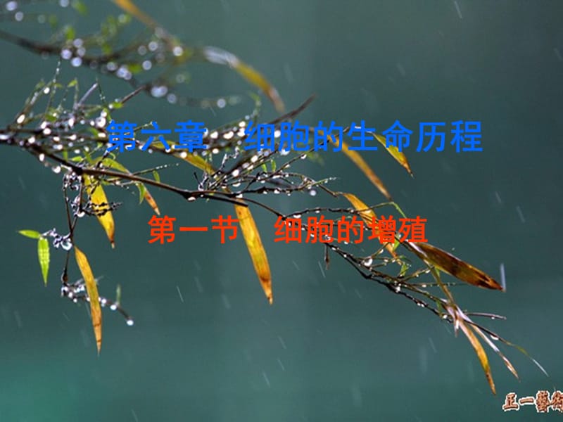 高一生物第一节细胞的增殖.ppt_第1页