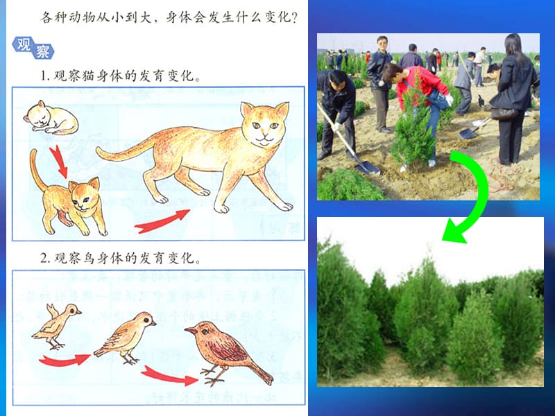 高一生物第一节细胞的增殖.ppt_第2页