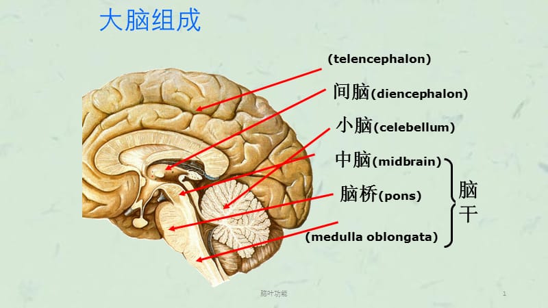 脑叶功能课件.ppt_第1页