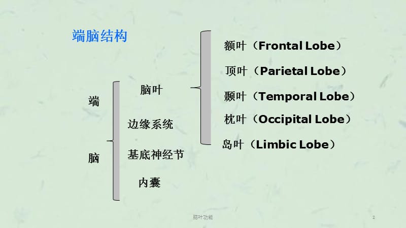 脑叶功能课件.ppt_第2页