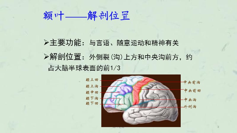 脑叶功能课件.ppt_第3页