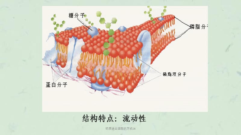 物质进出细胞的方式06课件.ppt_第2页