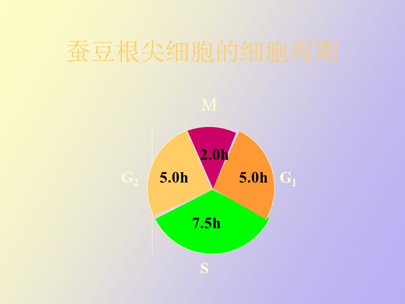 遗传的染色体学说.ppt_第3页