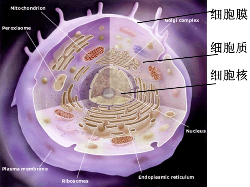 高中生物必修一细胞核.ppt_第2页