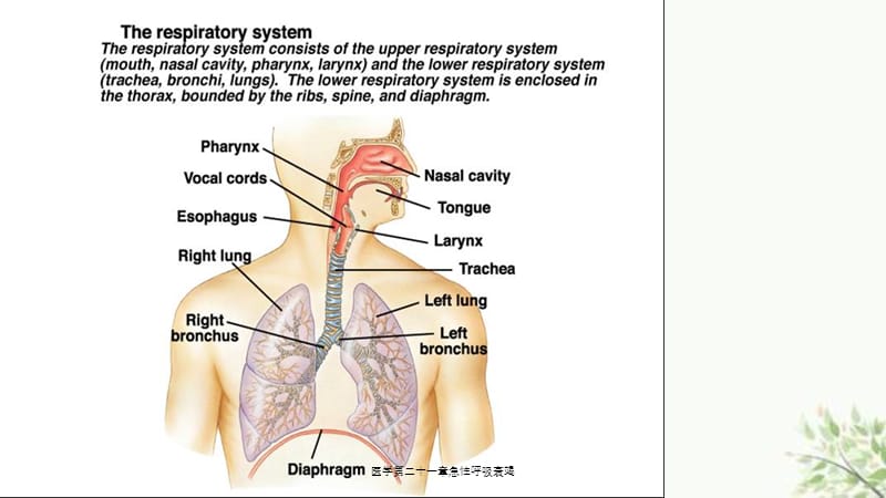 医学第二十一章急性呼吸衰竭课件.ppt_第3页