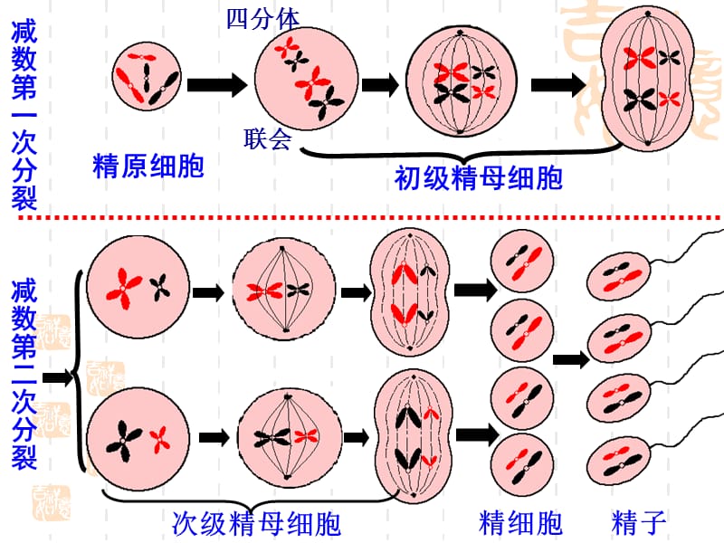 高中生物期中复习.ppt_第2页