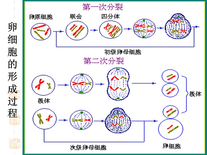 高中生物期中复习.ppt_第3页