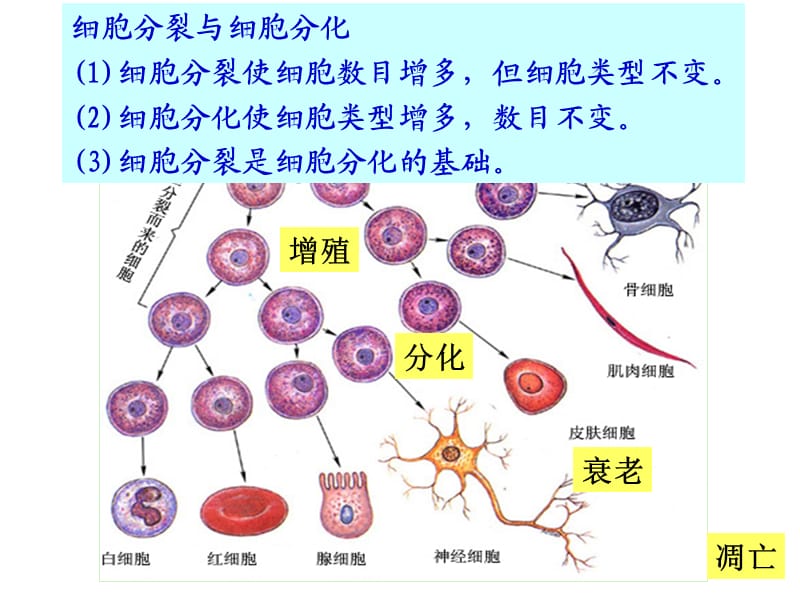 细胞分化、衰老、凋亡、癌变(复习).ppt_第2页