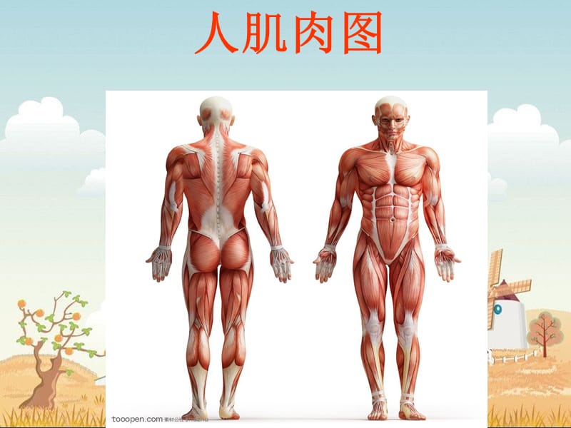 苏教版科学四下《肌肉》PPT课件1.ppt_第2页