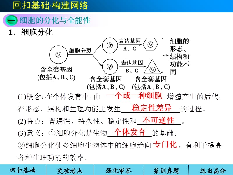 高三一轮复习课件 细胞的分化、衰老、凋亡及癌变.ppt_第2页