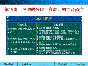 高三一轮复习课件 细胞的分化、衰老、凋亡及癌变.ppt