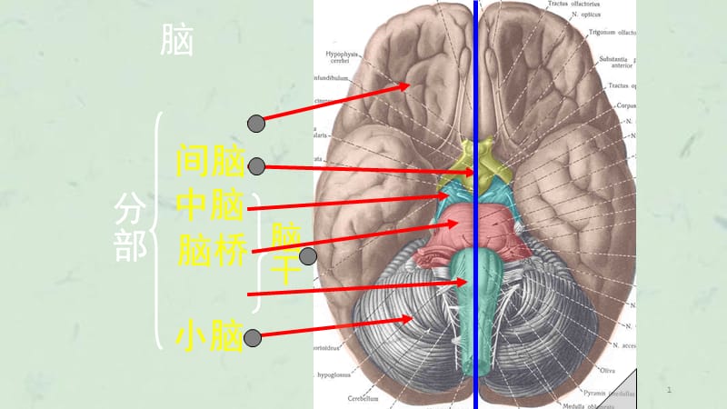 脑及脑干彩色图谱课件.ppt_第1页