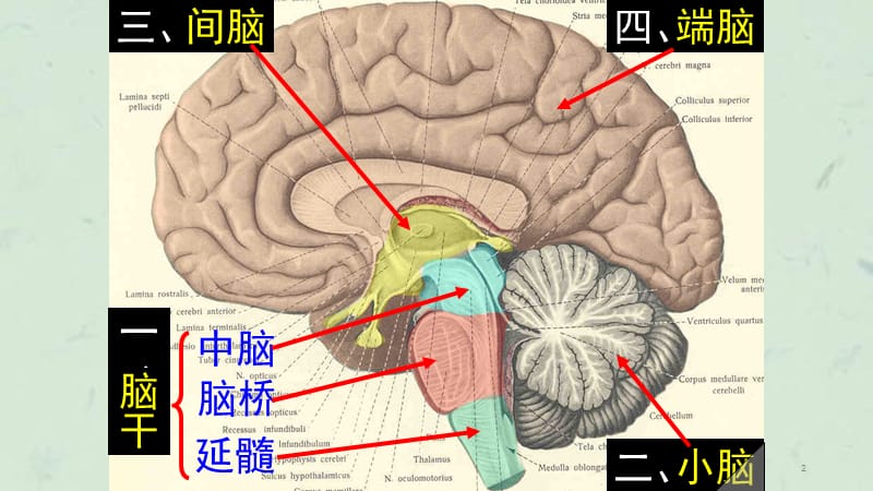 脑及脑干彩色图谱课件.ppt_第2页