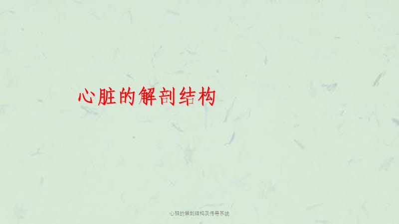 心脏的解剖结构及传导系统课件.ppt_第3页