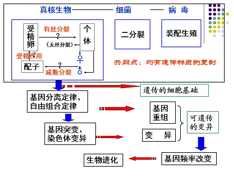 遗传的细胞学基础——减数分裂.ppt_第2页