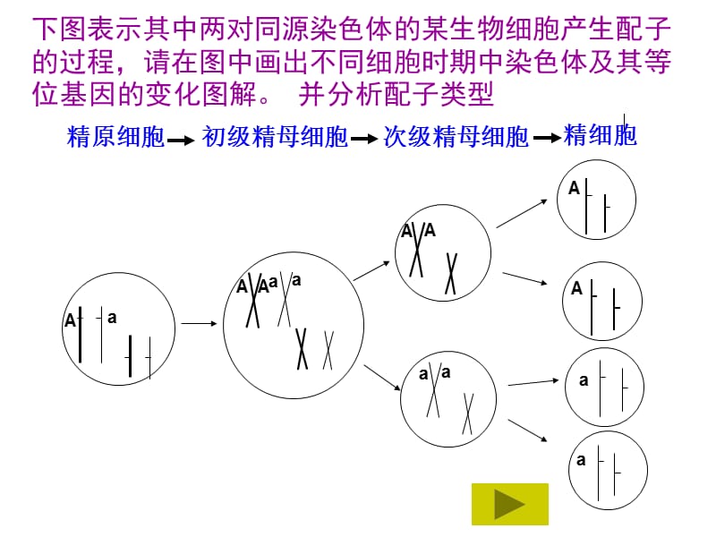 遗传的细胞学基础——减数分裂.ppt_第3页