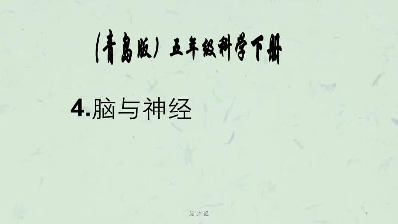 脑与神经课件.ppt_第1页