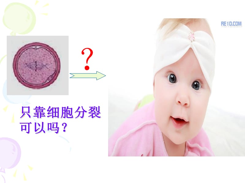 高中生物细胞分化.ppt_第2页