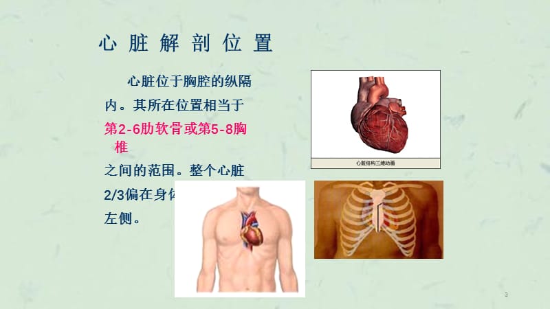 心脏基础解剖课件.ppt_第3页