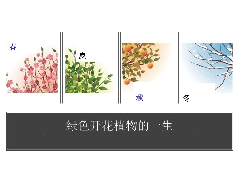 绿色植物的一生.ppt_第1页