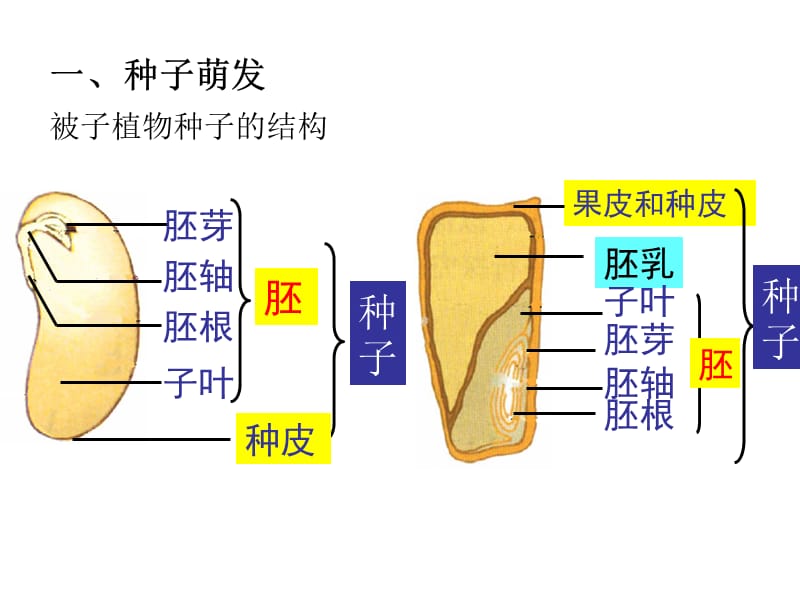 绿色植物的一生.ppt_第3页