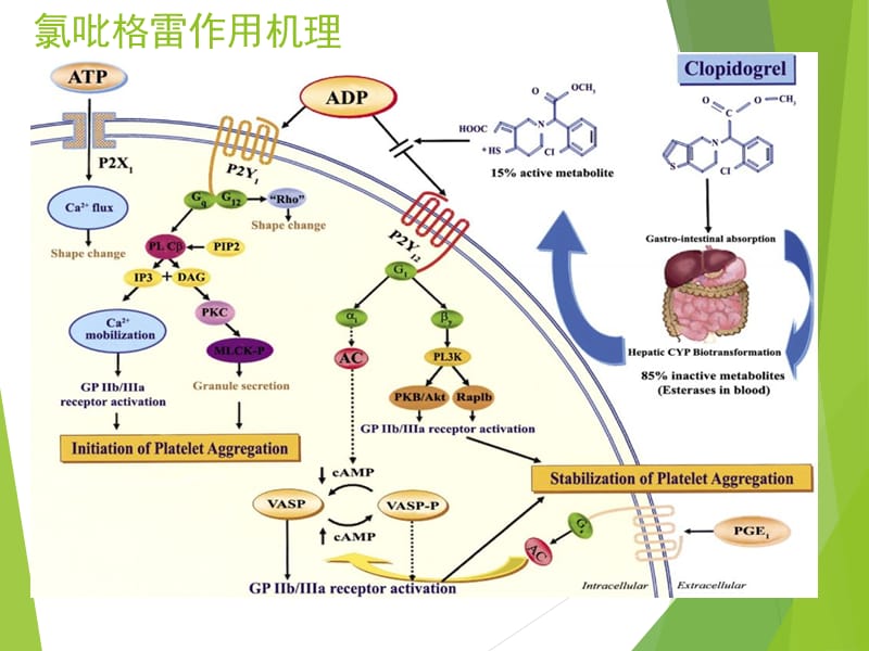 抗血小板聚集及抗凝药物简述.pptx_第2页