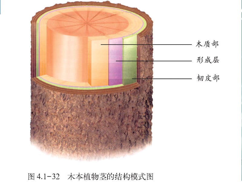 木本植物茎的结构.ppt_第2页