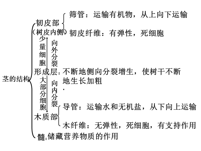 木本植物茎的结构.ppt_第3页