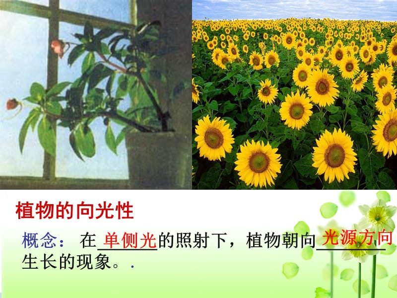 植物生长素的发现(市级获奖课件).ppt_第3页