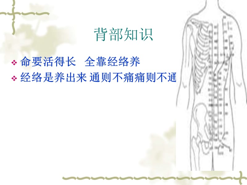 《背部专业知识》PPT课件.ppt_第1页