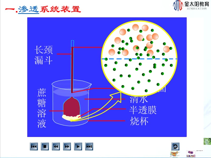 植物细胞吸水与失水.ppt_第3页