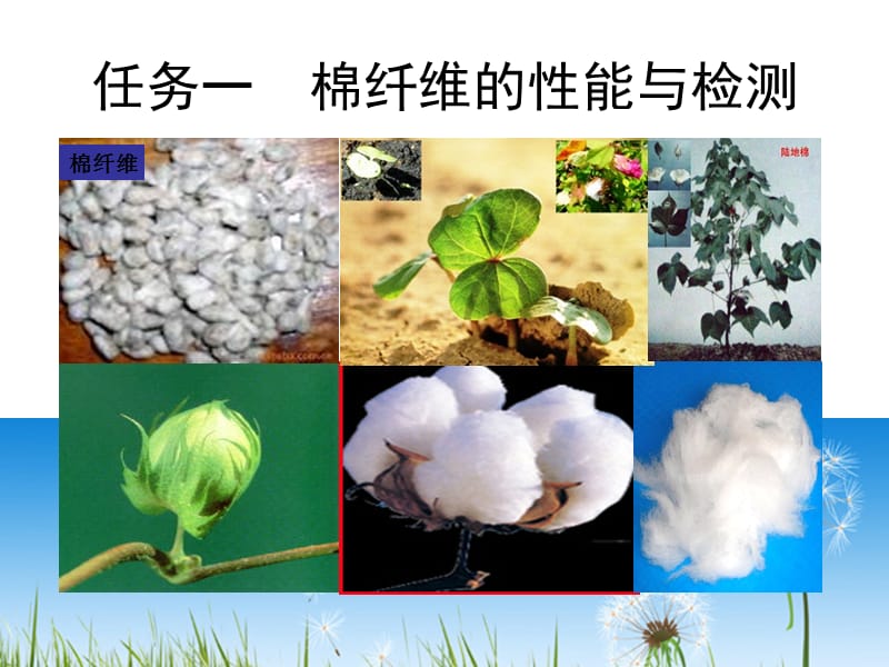 棉纤维性能与检测.ppt_第1页