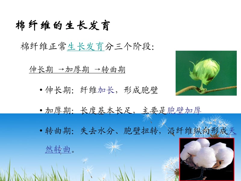 棉纤维性能与检测.ppt_第3页