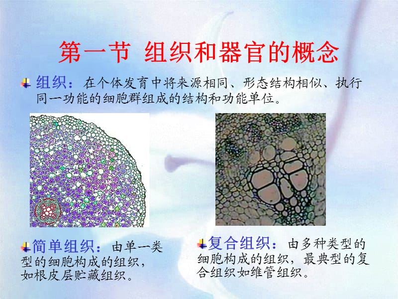 植物学教学课件3--植物组织.ppt_第3页