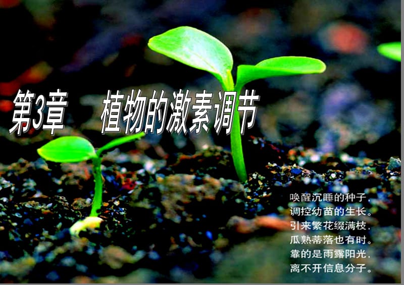 植物生长素的发现(请指教).ppt_第1页