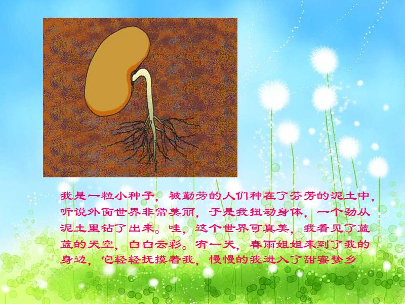 豆角的生长过程.ppt_第1页