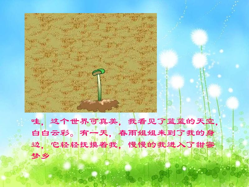 豆角的生长过程.ppt_第2页